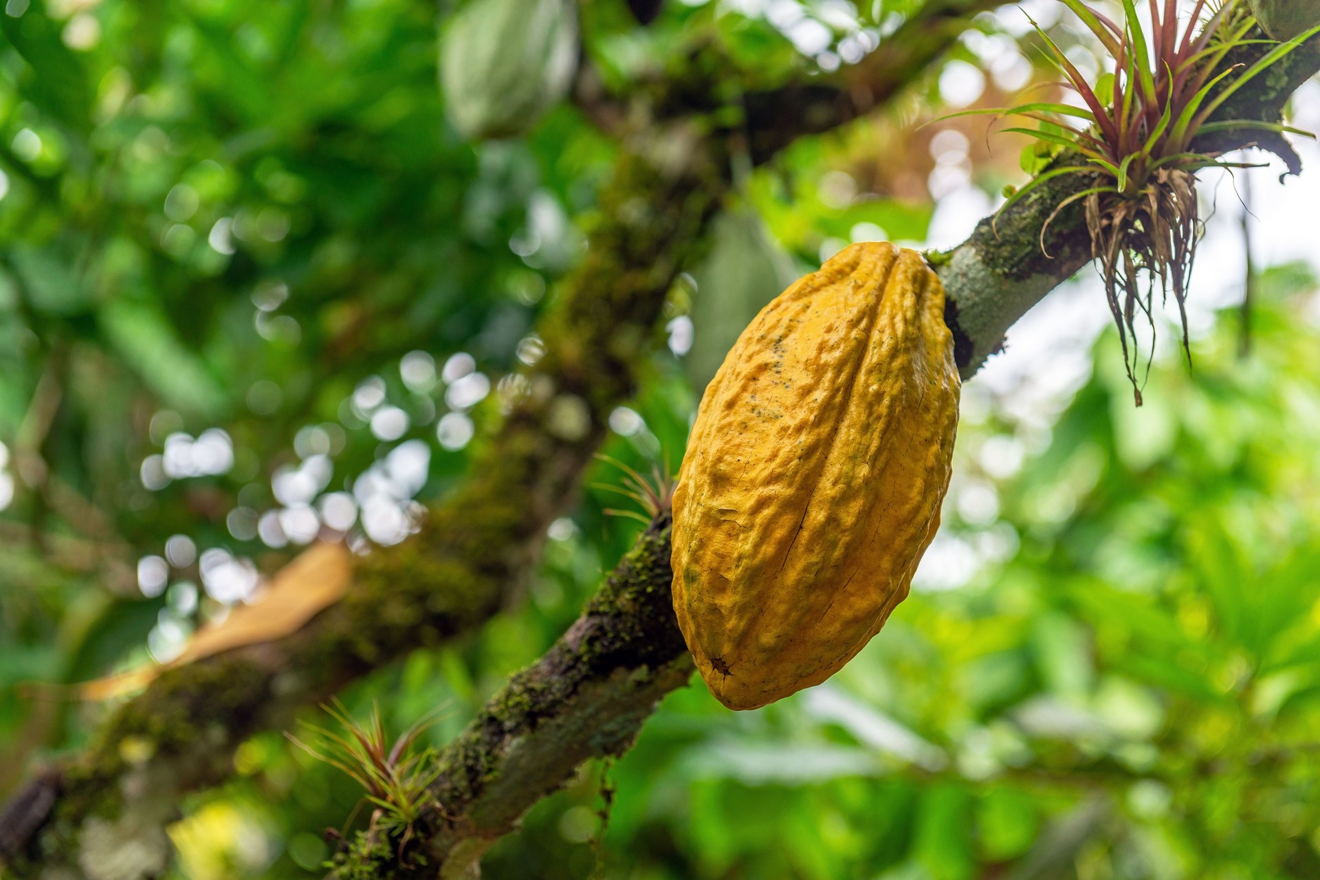 Cacao fruit pod, Ecuador