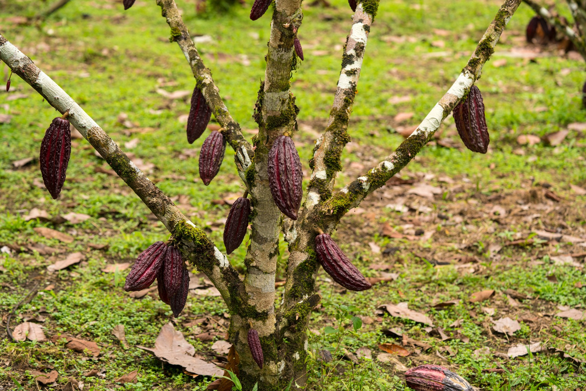 Cacao pod on tree