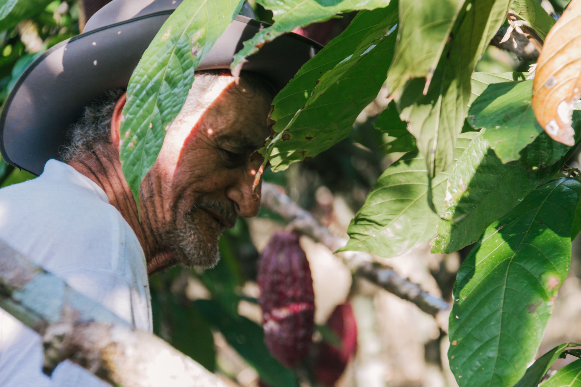 farmer old man in cocoa plantation, tending and harvesting, Ecuadorian cocoa