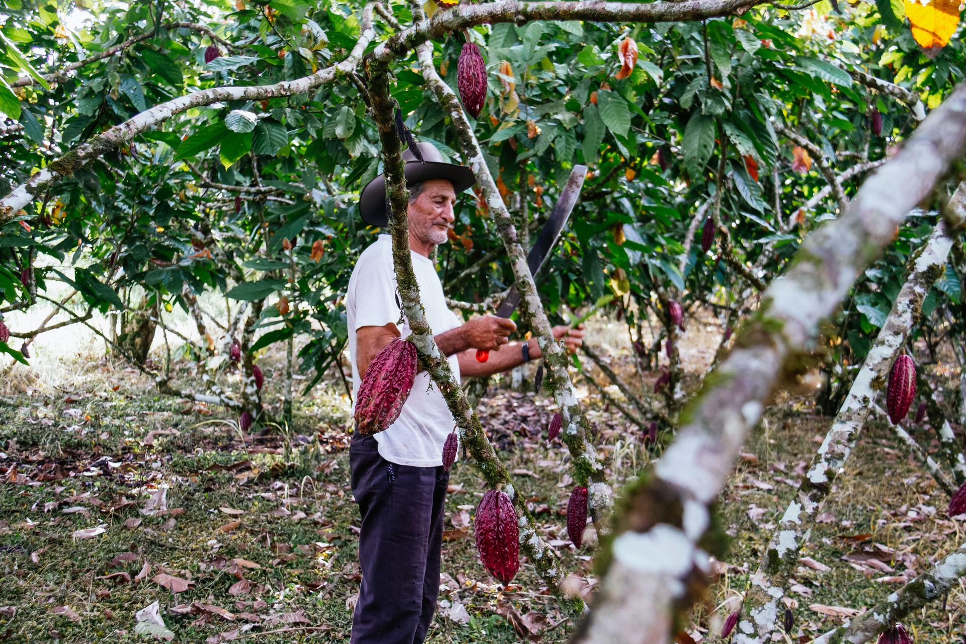 farmer old man in cocoa plantation, tending and harvesting, Ecuadorian cocoa